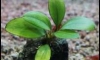 Bucephalandra �ҤҾ���� �ӹǹ�ӡѴ