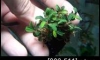 �Դ������ Bucephalandra Brownie PurPle NK (�Դ������ 21:30�.)