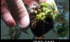�Դ������ Bucephalandra Brownie Metallica Red (�Դ������ 21:00�.)