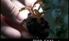 �Դ������ Bucephalandra Kedagang Japan (�Դ������ 22:00�.)