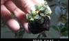 �Դ������ Bucephalandra Brownie Metallica NK (�Դ������ 22:00�.)