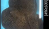 [b]��»�ҡ��ູ ������ ��Ҵ 7.5-8"  3 ���[/b]