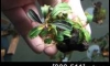 �Դ������ Bucephalandra Brownie Helena (�Դ������ 21:30�.)