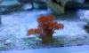 ١ Hell's Fire Anemone