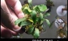 �Դ������ Bucephalandra Brownie Blue NK (�Դ������ 22:00�.)