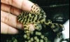  L134  Leopard Frog Pleco