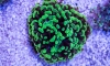 GreenSoftCoral  ǹ ѹѧ  ѹ  