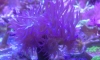 Soft coral   ǹʷ 17 (觹)