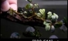 Դ Bucephalandra Brownie Purple NK (Դ 21:00.)
