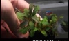 Դ Bucephalandra Brownie Blue (Դ 21:00.)