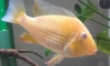 geophagus heckelii albino Τ͡