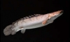 Giant Bichir or Polypterus congicus