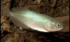 African Arowana or Heterotis niloticus
