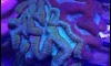 REEF@HOME by ˹ͧ