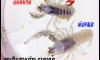 �Դ���ŧ�Թ��´�ҧ�͡ 5 by SP Breeding Crayfish