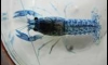 Blue perl ١ Ҵ 2.5 - 3 cm 