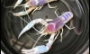 [ ǤѺ 12 ¡þ ] TAIWAN GHOST PROCAMBARUS CLAKII ...