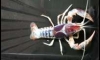 شͤ TAIWAN GHOSTN PROCAMBARUS CLAKII ҷѧ