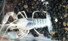 #ȼ ͹Ҥ;ѹ 3 