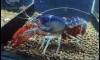 ͹حҵԤѺ ��١ŧԹ Procambarus clarkii clear CK 100%