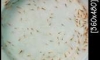   ôỹ size 1-1.5 cm   8 ҷ
