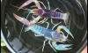 [   ] 駹 ѴҤ͹ᨡ Ѻ ͧѹ 觹  !!!!  TAIWAN GHOST CLAKI