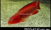 [ON SALE] Atabapo Super Red Pike @ 200 per centimeter
