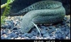 һʹѡͷ;Ԥ / Giant Lungfish 15cm+