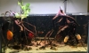  sakana 48x24x24 Ρʢͧ suckface Т