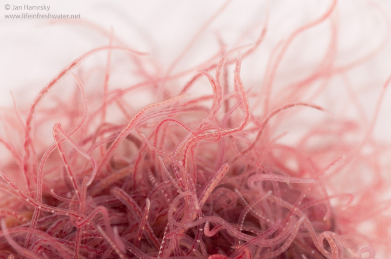 download tubifex worms in humans download tubifex worms in humans