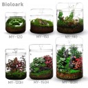 Bioloark Dew Cup Terrarium โหลแก้วเทอราเรี่ยม โหลเลี้ยงต้นไม้ MY-120 MY-150 MY-180