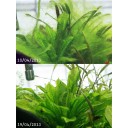 Aquamania Algae Clean สารกำจัดตะไคร่และคาร์บอนน้ำ
