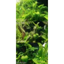 Aquamania Algae Clean สารกำจัดตะไคร่และคาร์บอนน้ำ